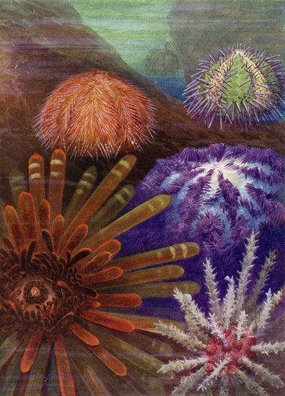 Algunos erizos de mar de Theobald Carreras